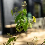 Mos 넌스피트